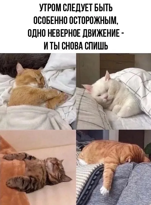 Коты