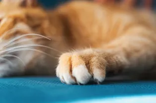 Лучший подарок другу: 12 способов сделать когтеточку для кота своими руками