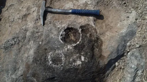 Гнезда располагались близко друг к другу, что позволяет предположить, что динозавры откладывали яйца группами, подобно многим современным птицам, образующим колонии.