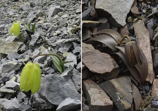 Зеленые лепестки гораздо легче заметить на фоне камней, чем коричневатые. /