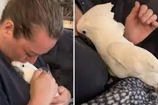 Прочная связь между человеком и питомцем: какаду настолько доверяет своей хозяйке, что откладывает яйца у нее на руках! Прочная связь между человеком и питомцем: какаду настолько доверяет своей хозяйке, что откладывает яйца у нее на руках!