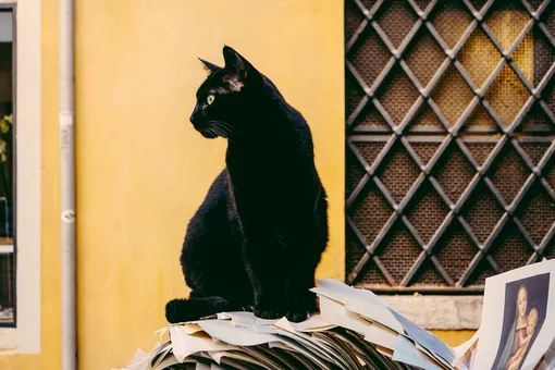 Черный котик Черный котик