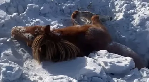лошадь в снегу лошадь в снегу