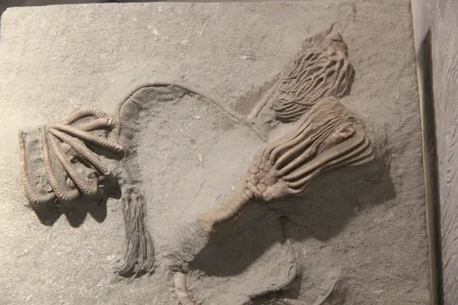 Ископаемые морские лилии