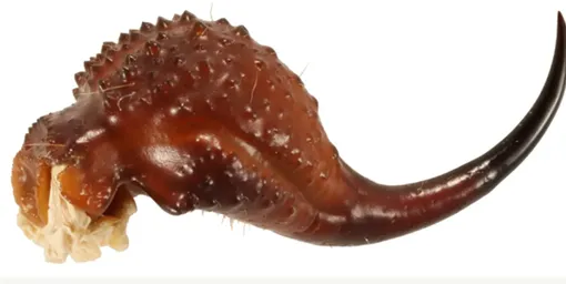 Жало скорпиона Parabuthus granulatus