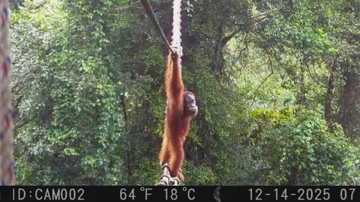 Орангутан переходит дорогу по мосту