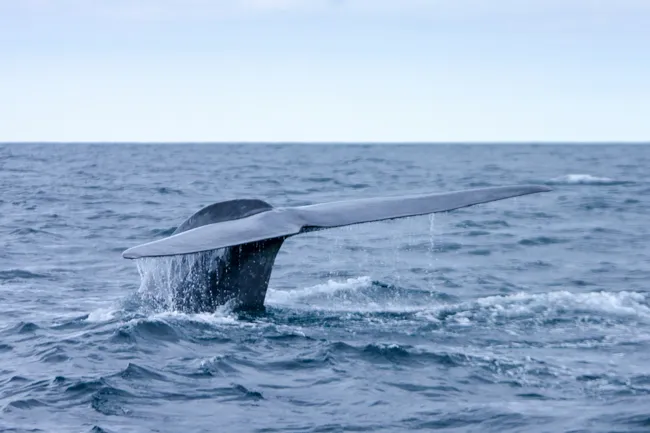 Голоса океана: ученые обнаружили гласные звуки у кашалотов