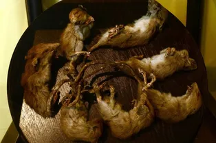 Крысиный король: миф или редкая реальность и почему ученые спорят об этом