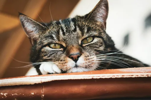 Котик Котик