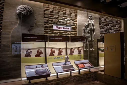 Национальный музей естественной истории Смитсоновского института в Вашингтоне