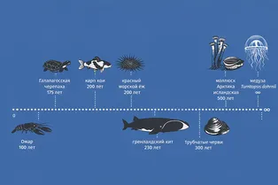 Они живут дольше цивилизаций: 10 животных-долгожителей из мира дикой природы