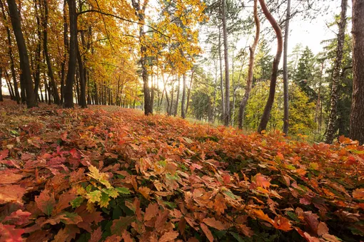 осенний лес, листья осенний лес, листья