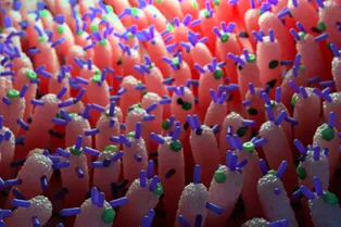 Кишечная бактерия может помочь контролировать уровень холестерина Кишечная бактерия может помочь контролировать уровень холестерина