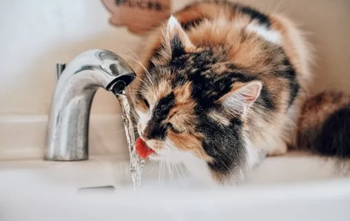 кошка пьет