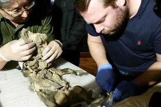 Ученым удалось извлечь геном шерстистого носорога из желудка древнего волчонка