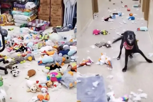 Ночная вечеринка в собачьем приюте: этот пес устроил настоящий хаос из игрушек! Ночная вечеринка в собачьем приюте: этот пес устроил настоящий хаос из игрушек!