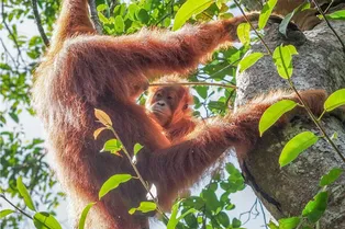 Орангутаны учатся добывать пищу 15 лет в процессе культурного обмена
