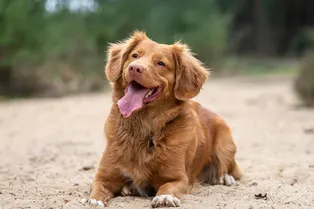 Сама доброта: наиболее дружелюбные породы собак Сама доброта: наиболее дружелюбные породы собак