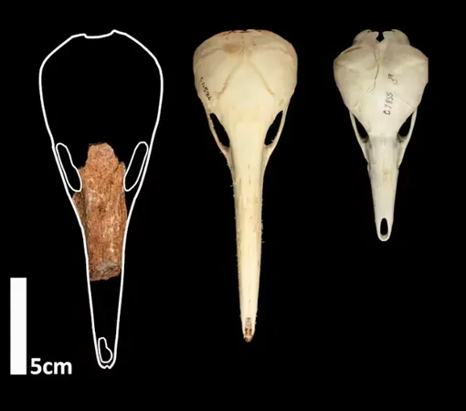 Фрагмент черепа