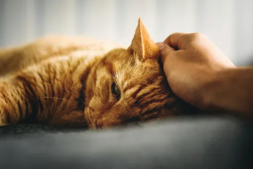Котика гладят Котика гладят