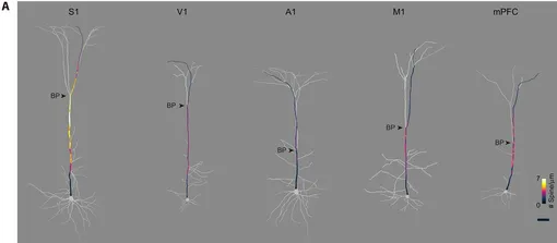 Распределение плотности шипиков в разных областях коры головного мозга и среди различных типов клеток. Карты плотности шипиков (с шагом 10 мкм) для типичных нейронов L5 ET в первичной соматосенсорной (S1), первичной зрительной (V1), первичной слуховой (A1), первичной моторной (M1) и медиальной префронтальной (mPFC) коре у мышей линии Thy1-YFP-H. Масштабная линейка, 50 мкм.