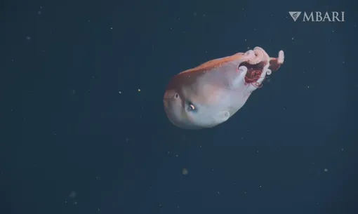 Семирукий осьминог Семирукий осьминог