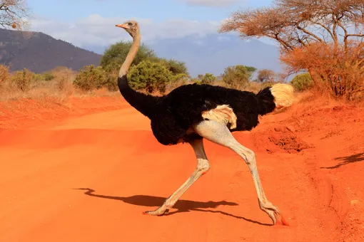 Сомалийский страус Сомалийский страус