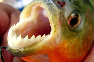 У пираний найден «секретный» ряд зубов У пираний найден «секретный» ряд зубов
