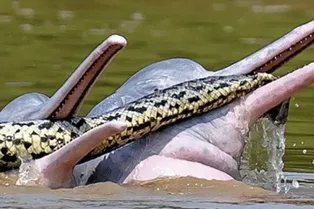 Озабоченные дельфины веселятся с анакондой: самое странное фото, которое вы когда-либо видели