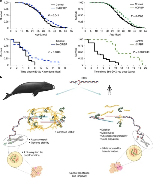 Сверхэкспрессия CIRBP продлевает продолжительность жизни и повышает устойчивость к повреждениям ДНК у Drosophila. Сверхэкспрессия CIRBP продлевает продолжительность жизни и повышает устойчивость к повреждениям ДНК у Drosophila.