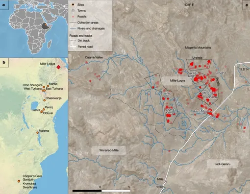 Расположение района раскопок (MLP). a, Большой осадочный бассейн Афар в Эфиопии. b, Район MLP по отношению к другим плио-плейстоценовым местам обитания гомининов, где был найден Paranthropus. c, Расположение нижней челюсти MLP-3000 (черная точка) в распределении отдельных окаменелостей (красные точки) и трех основных коллекций. Расположение района раскопок (MLP). a, Большой осадочный бассейн Афар в Эфиопии. b, Район MLP по отношению к другим плио-плейстоценовым местам обитания гомининов, где был найден Paranthropus. c, Расположение нижней челюсти MLP-3000 (черная точка) в распределении отдельных окаменелостей (красные точки) и трех основных коллекций.