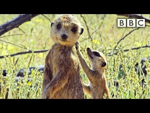 Нажми и смотри
