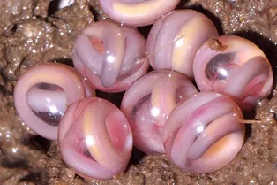 «Мраморные» яйца загадочных существ: потрясающие фото «Мраморные» яйца загадочных существ: потрясающие фото