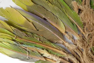 Доинкские цивилизации перевозили живых попугаев через опасные горы, чтобы украшать их перьями тела умерших