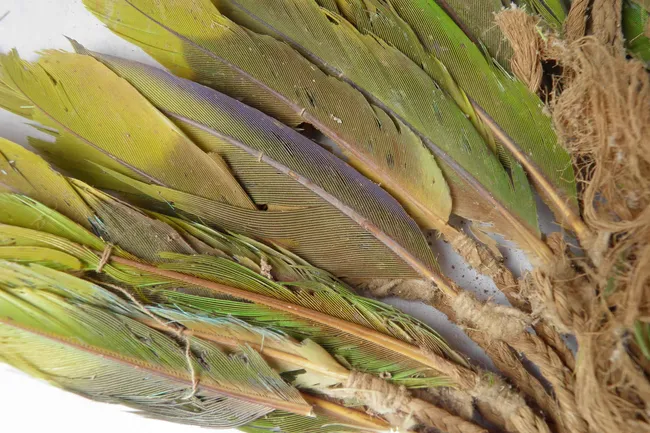 Доинкские цивилизации перевозили живых попугаев через опасные горы, чтобы украшать их перьями тела умерших