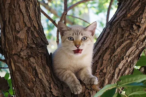 кошка на дереве кошка на дереве