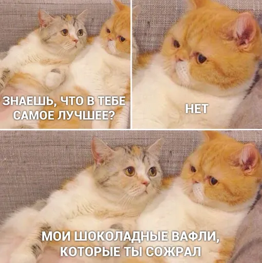 Кошки