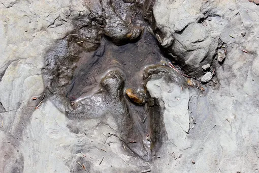 Тамблер-Ридж в Канаде