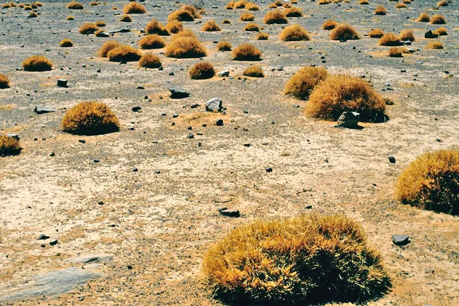 Китайские ученые вырастили на песках пустыни «кожу» из цианобактерий — она остановила эрозию