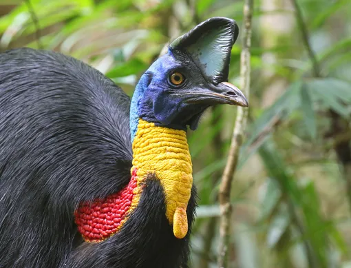 Северный казуар Северный казуар