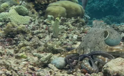 Разноцветные осьминоги.