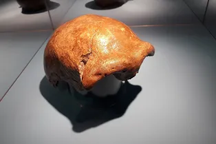 Ген неандертальцев помог мышам вырастить огромные головы и короткие спины