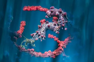 Фантастические снимки победителей премии Underwater Photographer of the Year 2024 Фантастические снимки победителей премии Underwater Photographer of the Year 2024