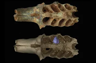 Древние пчелы делали гнезда в костях животных: первое свидетельство необычного поведения возрастом 20 000 лет