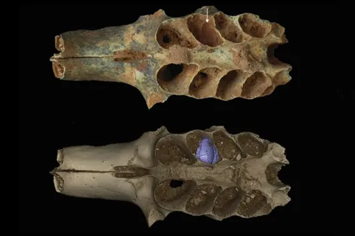 Древние пчелы делали гнезда в костях животных: первое свидетельство необычного поведения возрастом 20 000 лет Древние пчелы делали гнезда в костях животных: первое свидетельство необычного поведения возрастом 20 000 лет