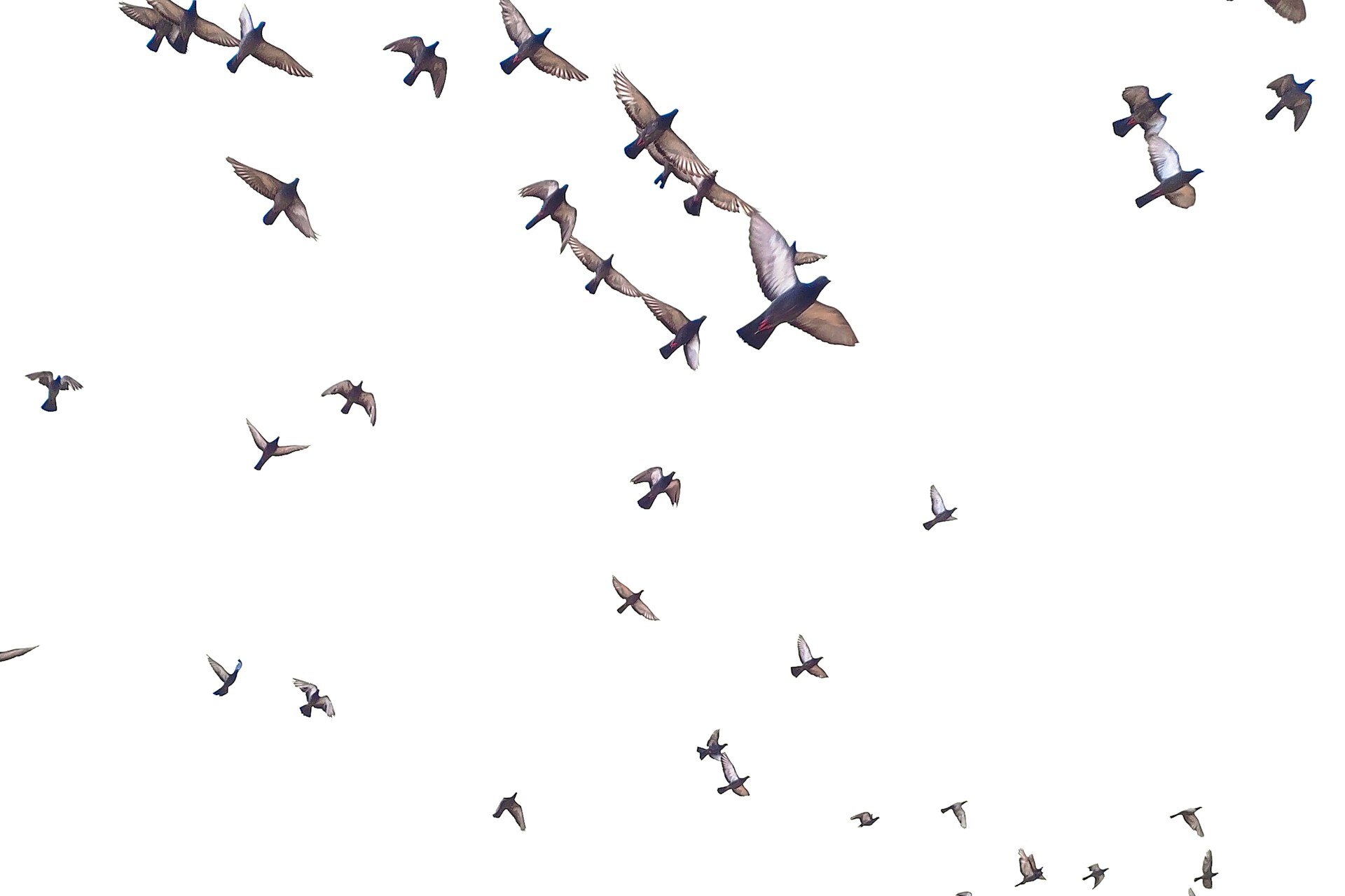 От поведения птиц до жизни после Рима: главные новости сегодня