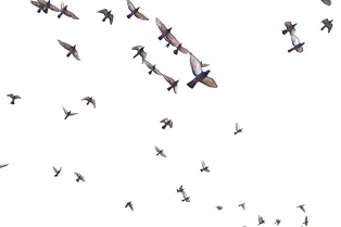 От поведения птиц до жизни после Рима: главные новости сегодня