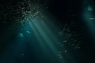 Вниз и вглубь: правда ли, что мы изучили только 5% океана?