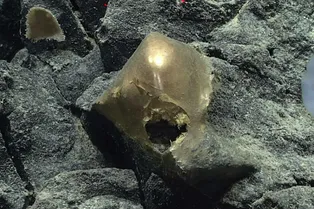 Таинственный «золотой шар» со дна океана оказался вовсе не тем, чем считали ученые