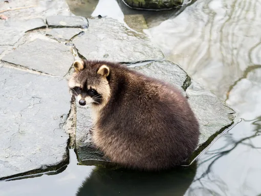 Енот Енот